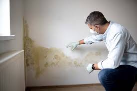 Professional Mold Prevention & Removal  in Niles, OH